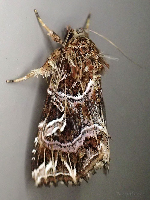 ヒメツマキリヨトウ