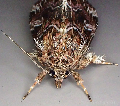 ヒメツマキリヨトウ