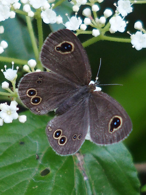 ヒメウラナミジャノメ