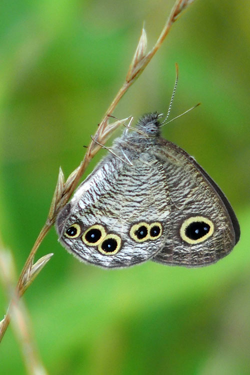 ヒメウラナミジャノメ