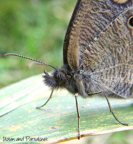 ヒメウラナミジャノメ