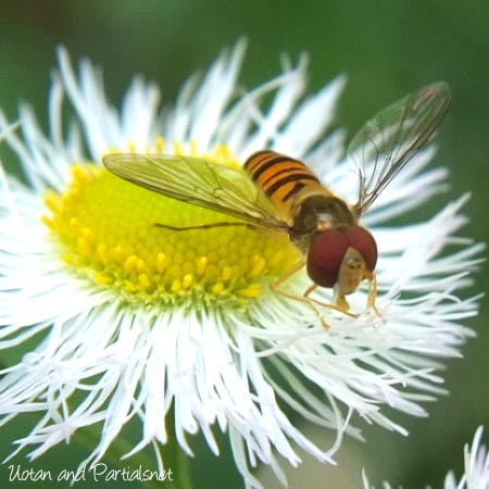 ホソヒラタアブ