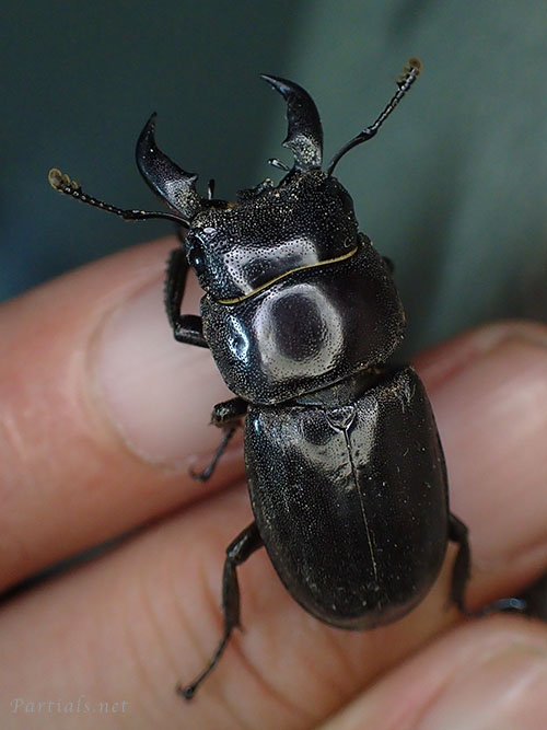 ヒラタクワガタ