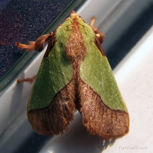 ヒロヘリアオイラガ