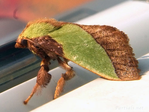 ヒロヘリアオイラガ