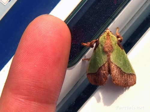 ヒロヘリアオイラガ