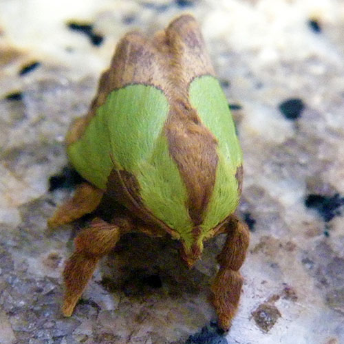 ヒロヘリアオイラガ