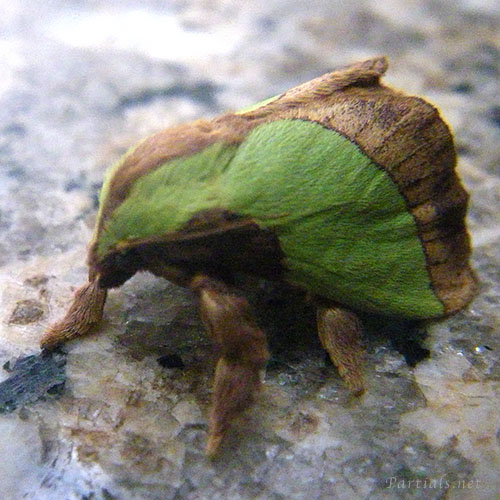 ヒロヘリアオイラガ