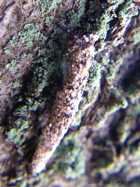 ヒロズコガ科の1種