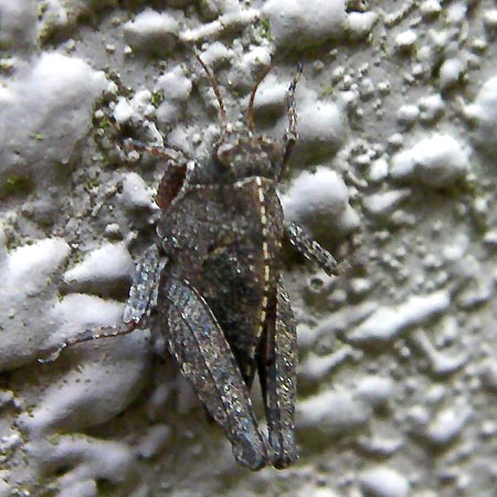 ヒシバッタの一種