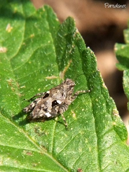 ヒシバッタの一種