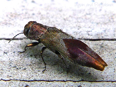 ヒシモンナガタマムシ