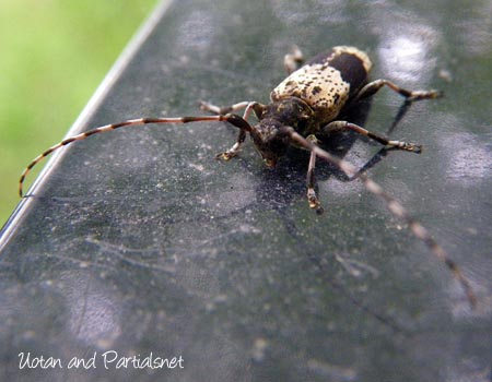 ヒトオビアラゲカミキリ