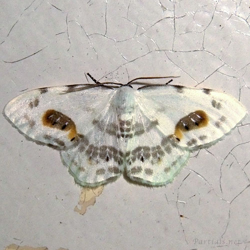 ヒトツメカギバ