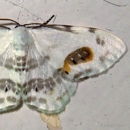 ヒトツメカギバ