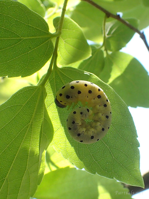 ホシアシブトハバチ幼虫