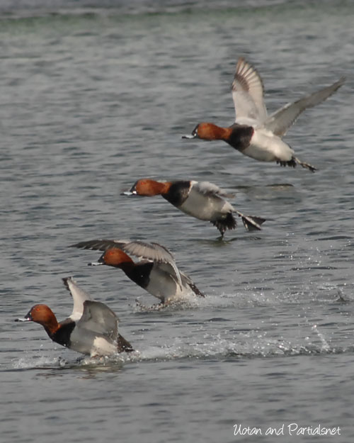 ホシハジロの飛翔