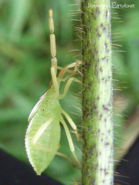 ホシハラビロヘリカメムシ幼虫