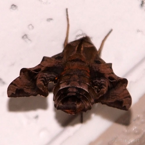 ホシヒメホウジャク