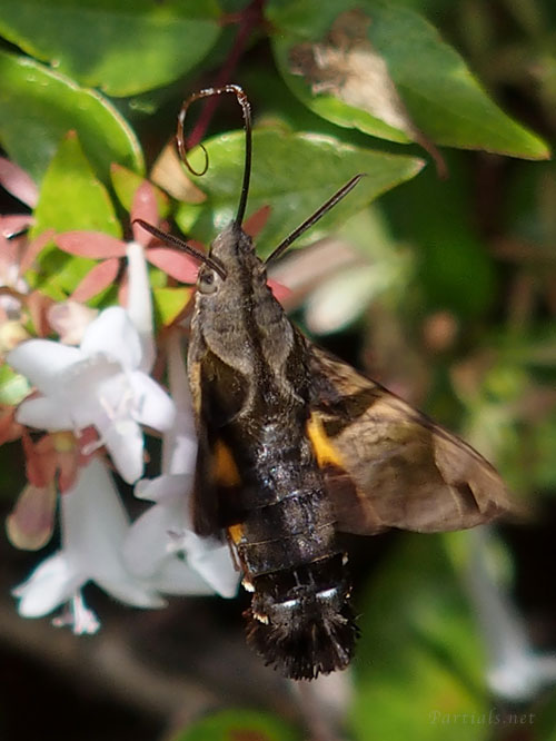 ホシホウジャク