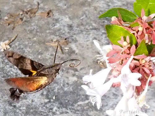 ホシホウジャク