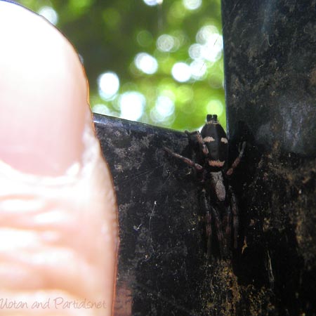 ホシジロトンビグモ