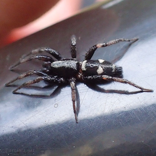 ホシジロトンビグモ