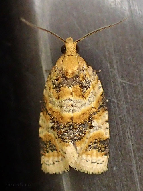 “ホシノハマキ”