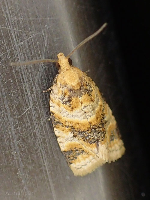 “ホシノハマキ”