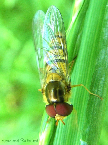 ホソヒラタアブ