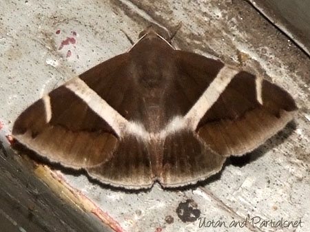 ホソオビアシブトクチバ