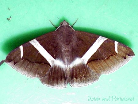 ホソオビアシブトクチバ