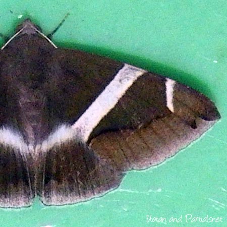 ホソオビアシブトクチバ