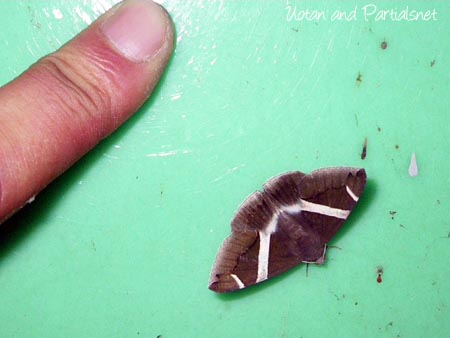 ホソオビアシブトクチバ