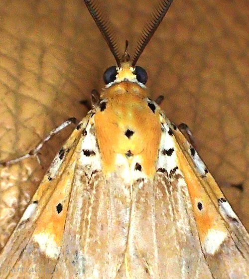 イチジクヒトリモドキ