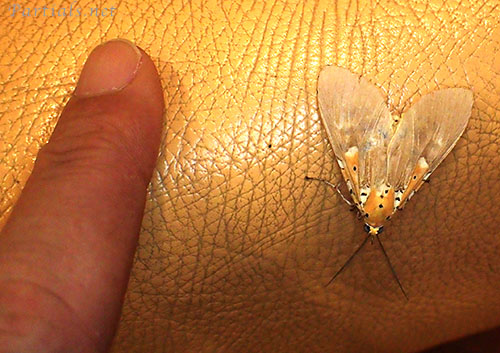 イチジクヒトリモドキ