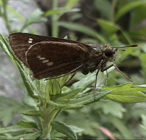 イチモンジセセリ