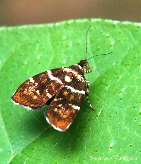 イヌビワハマキモドキ