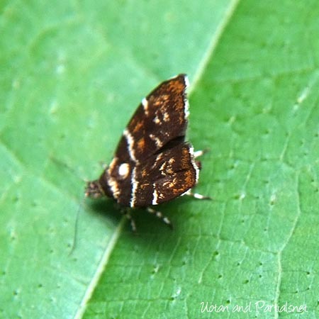 イヌビワハマキモドキ