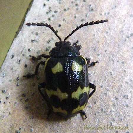 イタドリハムシ