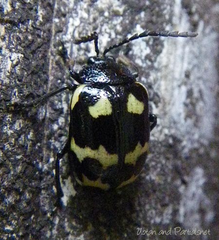 イタドリハムシ