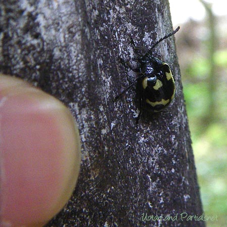 イタドリハムシ