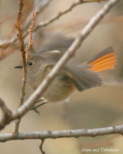 ジョウビタキ♀
