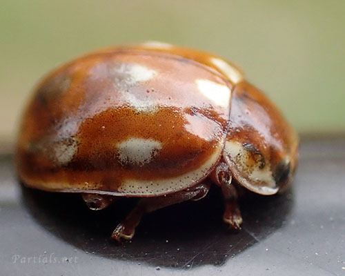 ジュウロクホシテントウ