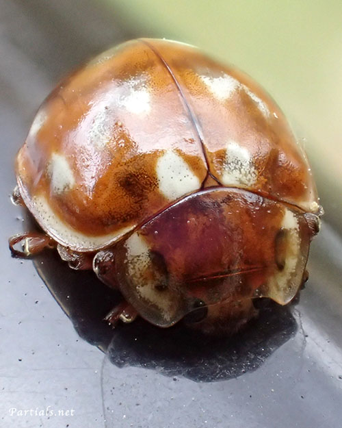 ジュウロクホシテントウ