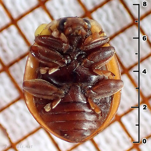 ジュウロクホシテントウ