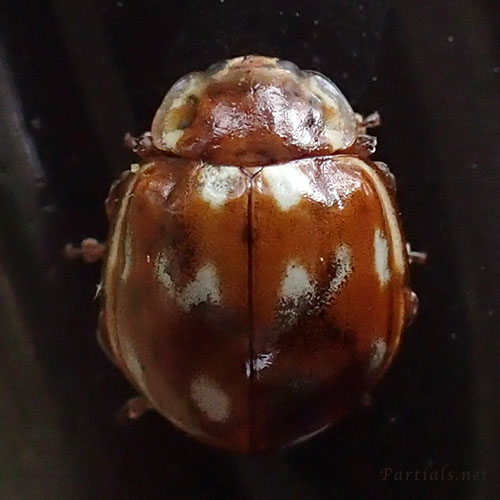 ジュウロクホシテントウ