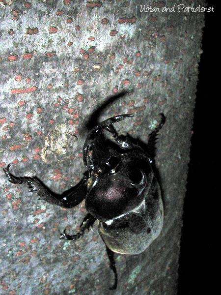 夜のカブトムシ♂