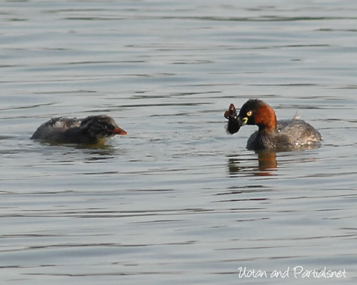 カイツブリ幼鳥