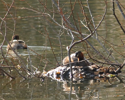 カイツブリの巣